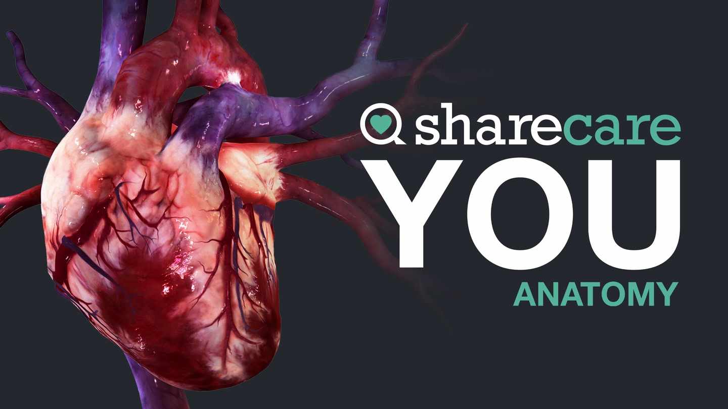 Oculus Quest 游戏《器官解刨学》Sharecare YOU Anatomy VR
