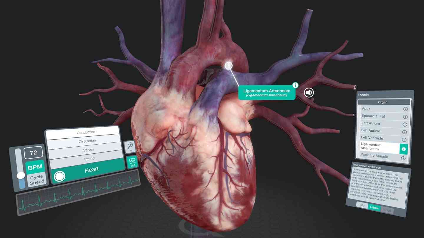 Oculus Quest 游戏《器官解刨学》Sharecare YOU Anatomy VR