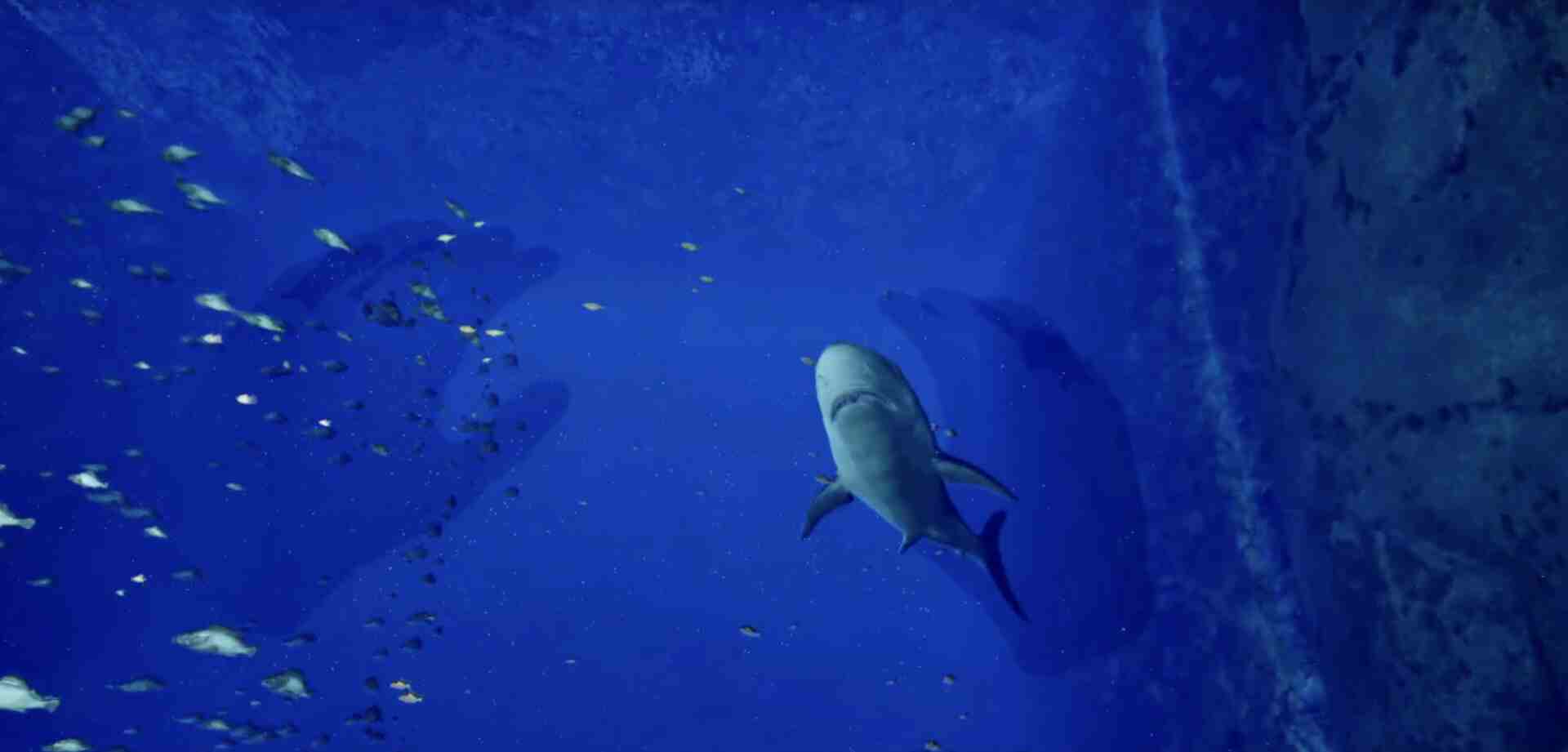 8月32日 水族馆VR（８月３２日の水族館VR）